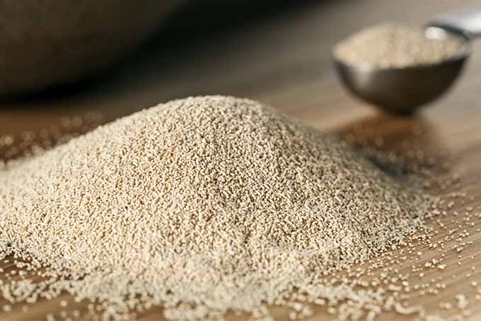 yeast.jpg